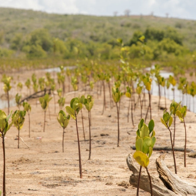 Träd planteras i Kenya för att kompensera för klimatpåverkan från e-handel