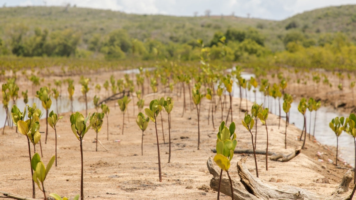 Träd planteras i Kenya för att kompensera för klimatpåverkan från e-handel