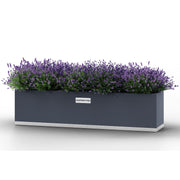 Rektangulär balkongkruka i pulverlackerat stål från Coyotto, fylld med blommande lavendel.